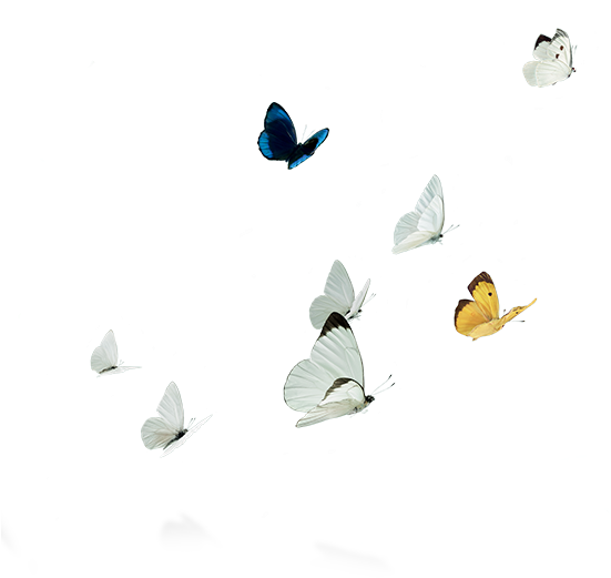 Moth (610x610)
