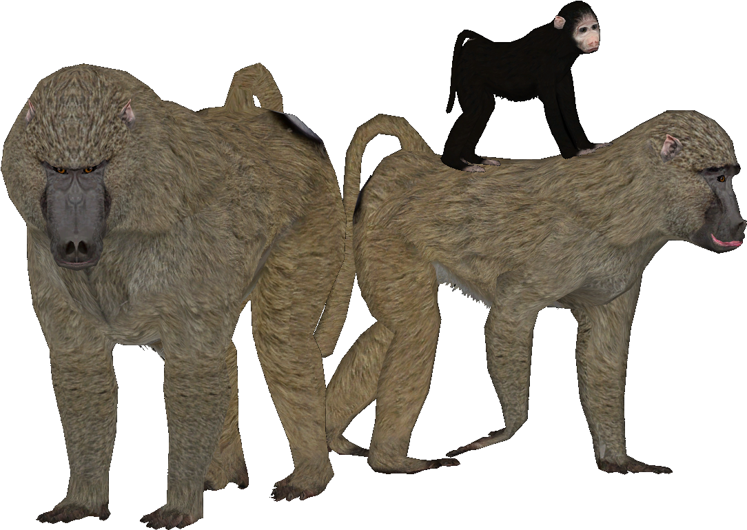 Eqosip9 - Baboon (1166x841)