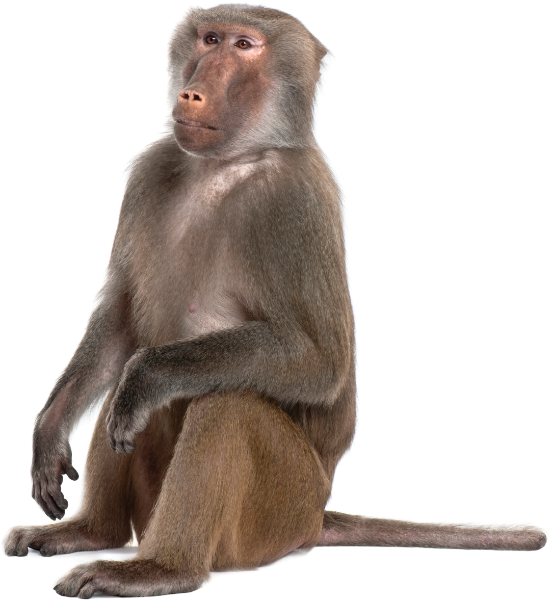 Click Here - Monkey Png (1366x1191)