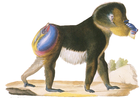 Show More - Old Male Mandrill, Engraved By Werner And Langlume, (592x386)