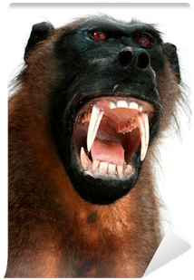 Baboons (400x400)