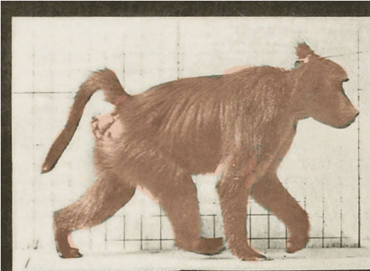 Monkey Monkey2 - Eadweard Muybridge (720x480)