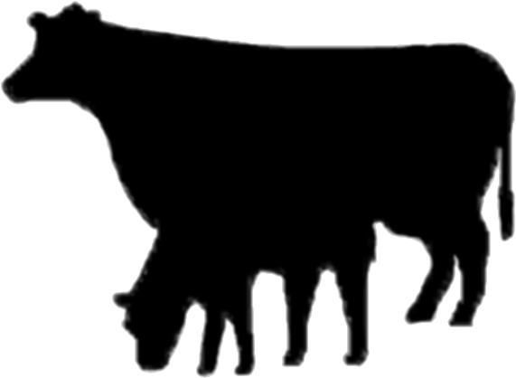 Angus Cattle (660x464)