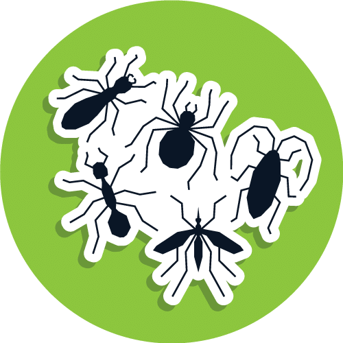 Mosquitos - Pest (500x500)
