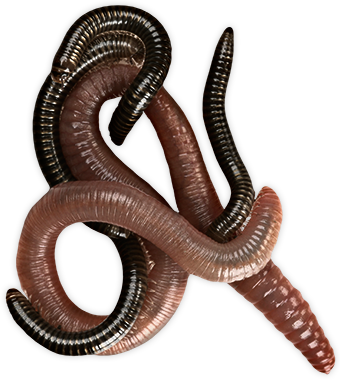 Worms - Worms Png (340x381)