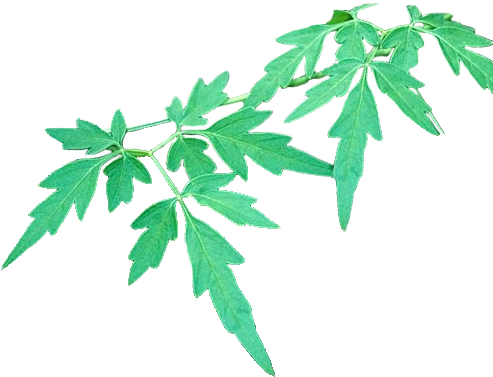 L18 Wel Penala - Maple Leaf (500x500)