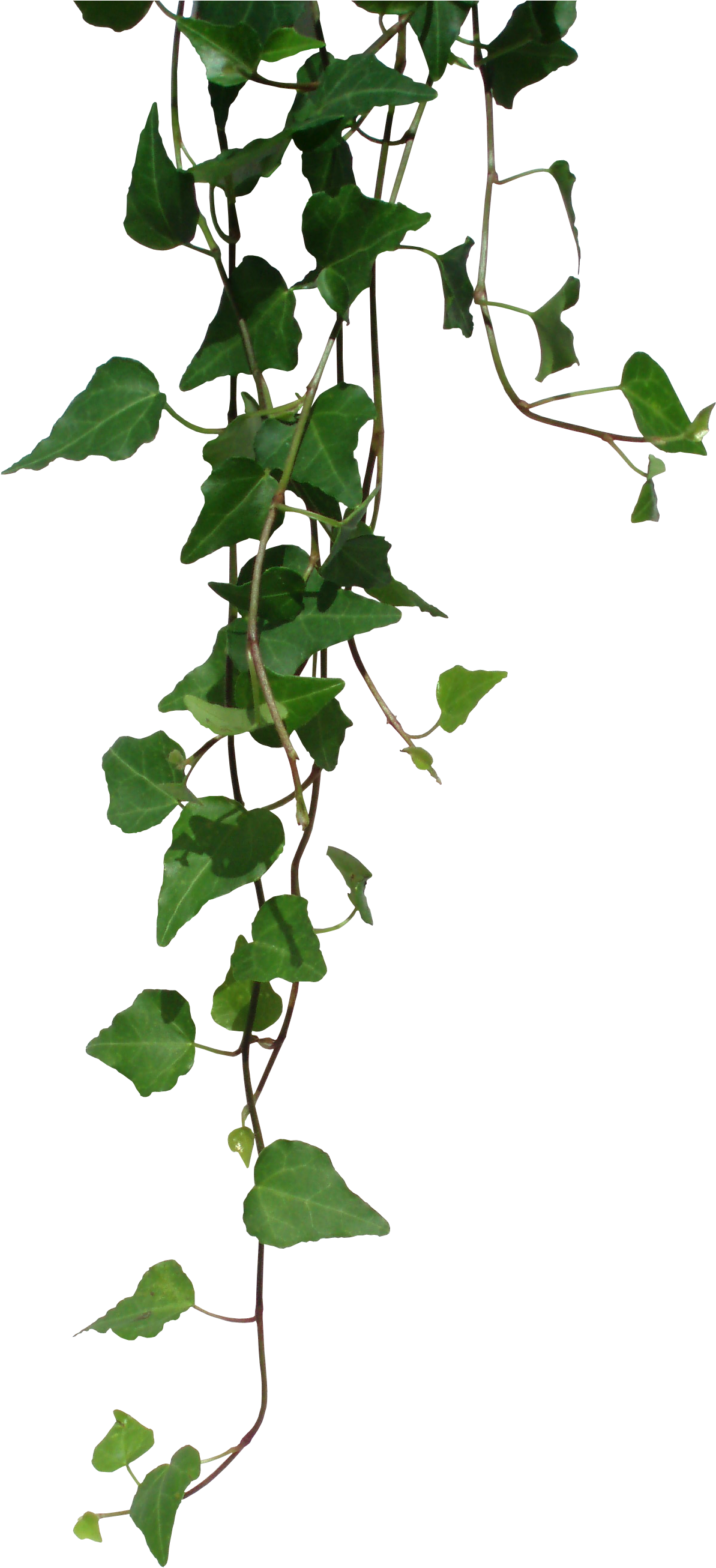 Transparent Vines - Dnd Homebrew Weapons (1380x2664)