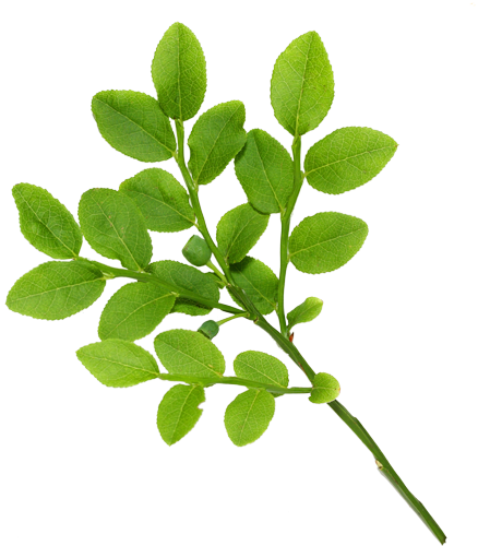 Real Leaves - Leaves (500x522)