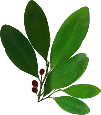 Coca Leaves (342x388)