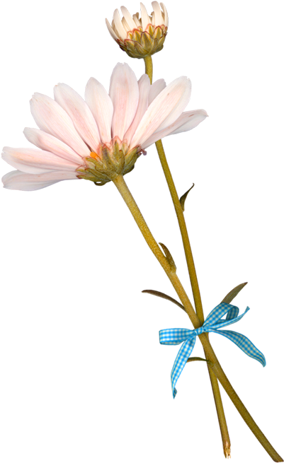 Flower German Chamomile Clip Art - Portable Network Graphics (700x700)
