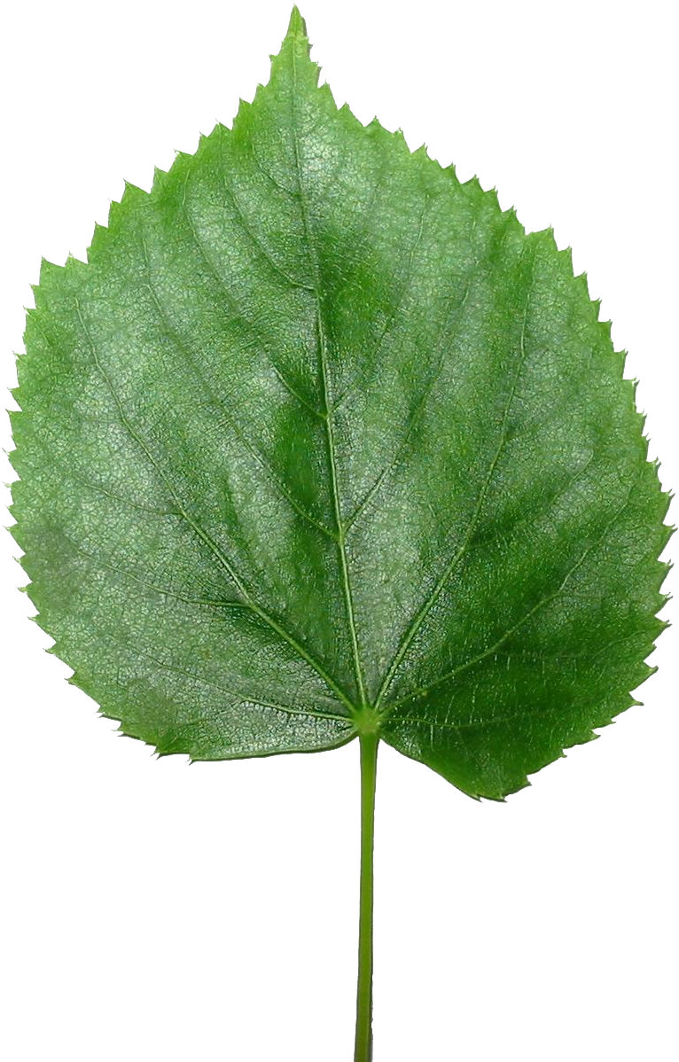 Blender3d Lisc Lipy-transparent - Transparent Leaf (1200x1200)