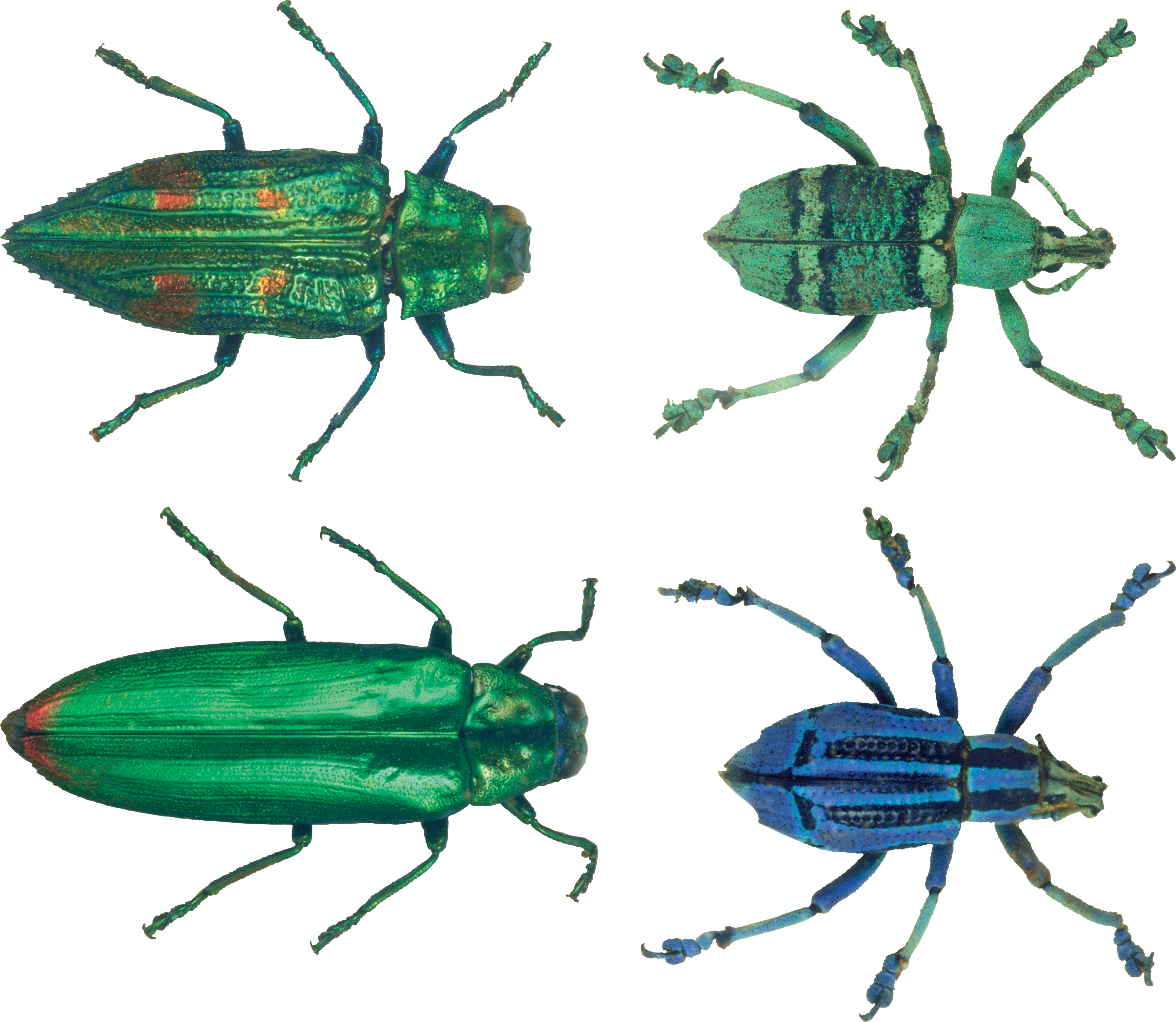 Transparency Bugs Png Image - Insect (3469x3014)