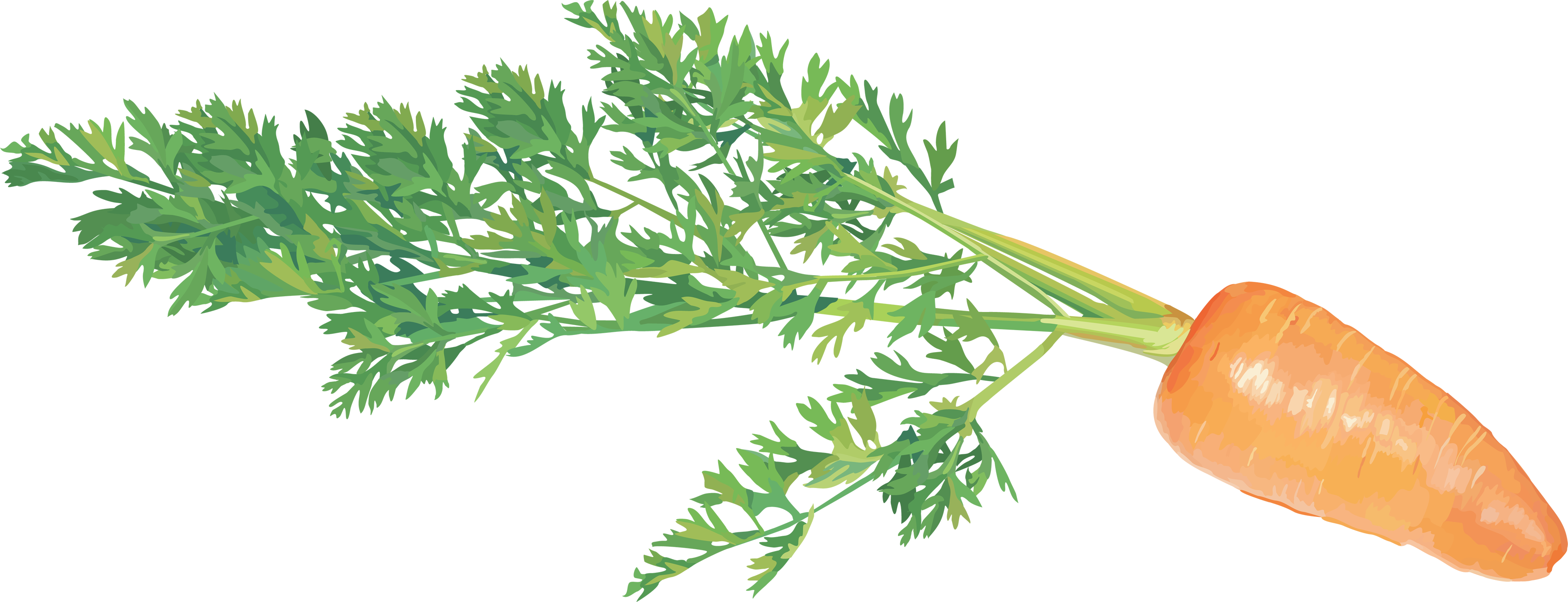 Carrot With Clear Background (3480x1337)