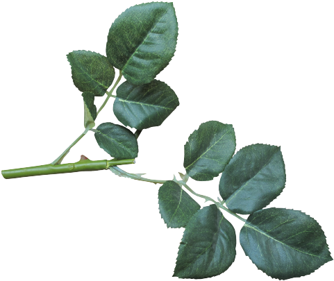Icon Plant (500x424)