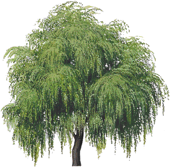 Tree Transparent Background - Willow Tree Clipart (400x400)
