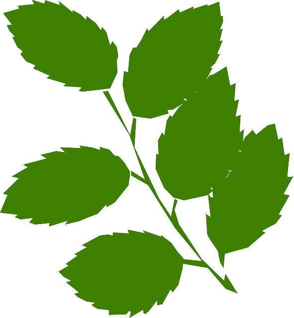 Free Leaf Clipart (591x640)