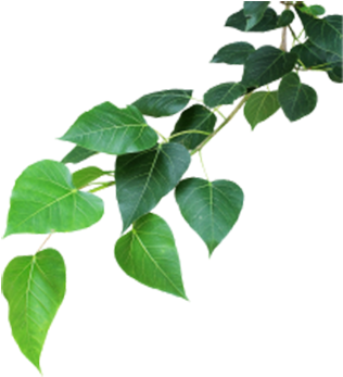 Banyan Tree - Banyan Tree Leaf Png (368x359)