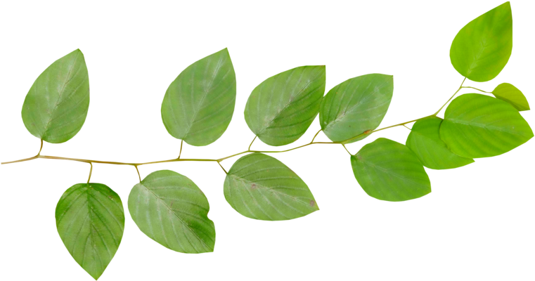 Branch Leaf Twig Desktop Wallpaper - Листья Ветка Пнг (800x503)