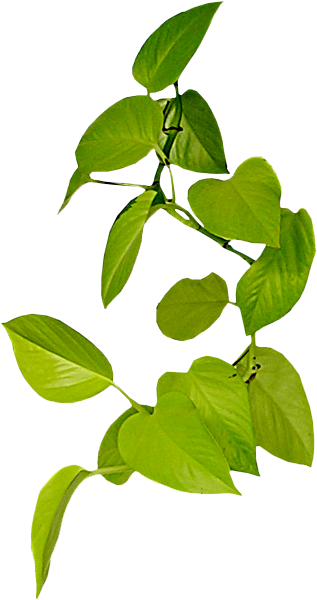 Vine Leaf Clip Art - Portable Network Graphics (700x700)