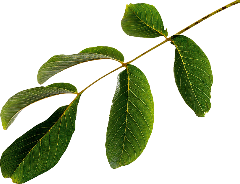 Leaf Green Slots Guide - Leaf (812x624)