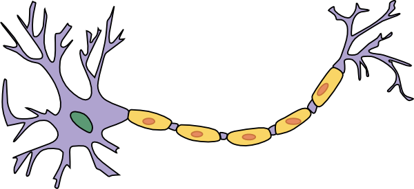 Nerve Clipart (600x275)