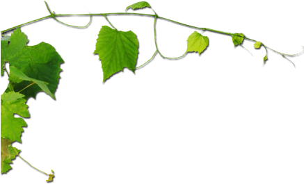 Vitis (436x294)