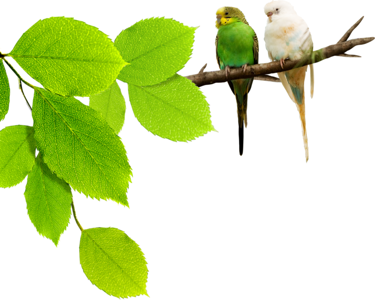 Share This Image - Leaf Psd (750x600)