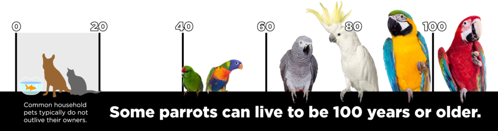 Birdtimelineblacbar1 - Birdtimelineblacbar1 (1000x263)