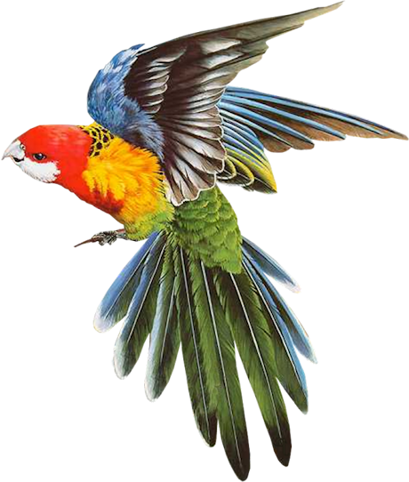 Bird (460x542)