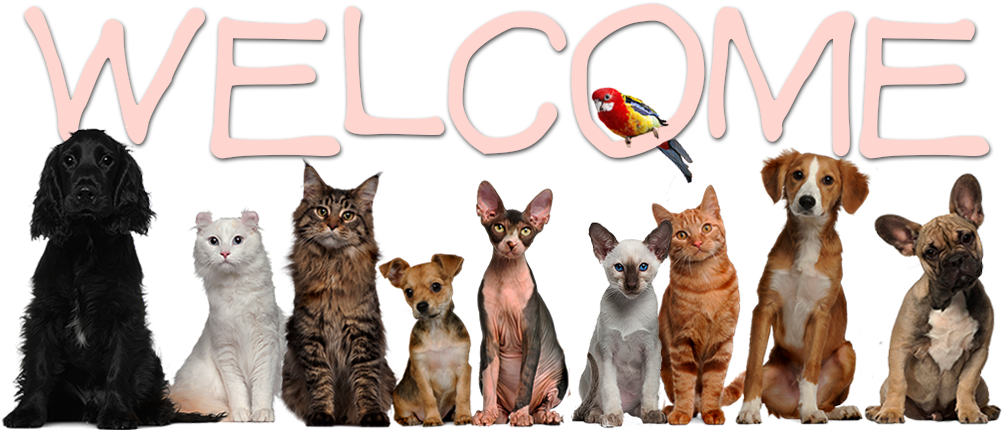 Pets - Pet Clinic (1001x490)
