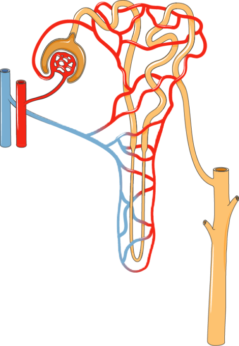 Nephron - Nephron (470x680)