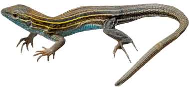 Lizard - Eastern Six Lined Racerunner (400x400)
