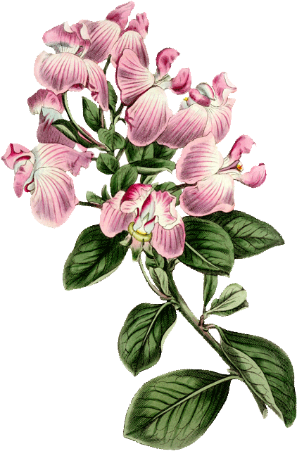 Flower (422x641)