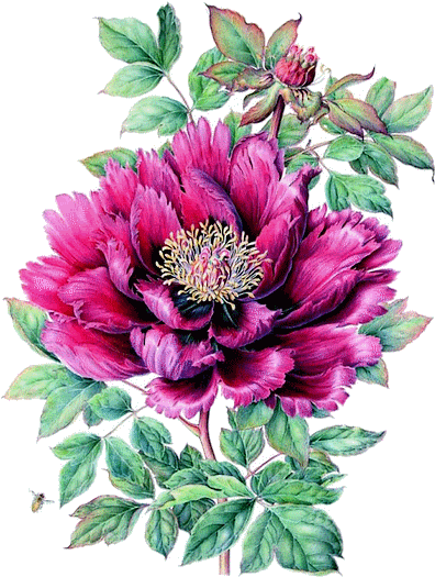 Flowers - Peony Print (400x533)