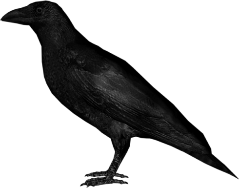 Crow - Crow .png (490x385)