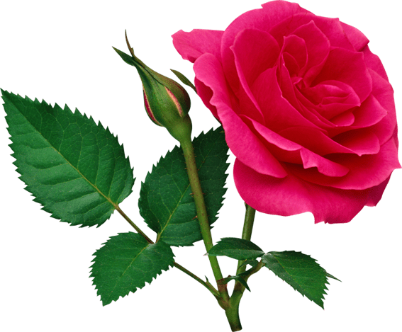 Rose Png File (567x469)