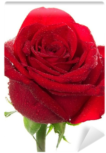 Red (400x400)