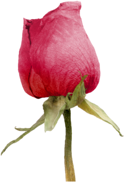 Roses - Бутон Розы Пнг (500x708)