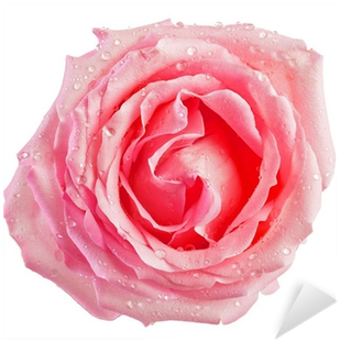 Rose (400x400)