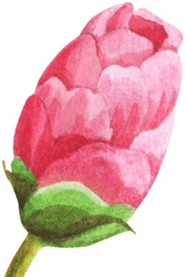【未开花】图片免费下载 未开花素材 未开花模板-千图网 - Red (324x432)
