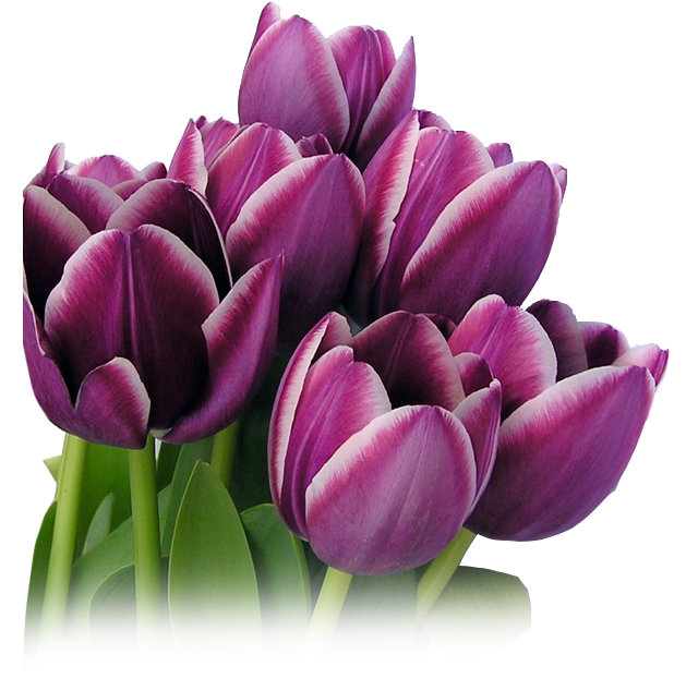 Spring Is Here - Lady Tulip (720x644)