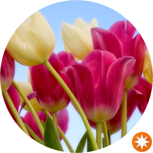 Tulips (512x512)