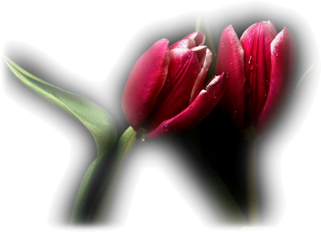 Partager - - Pasqueflower (667x500)