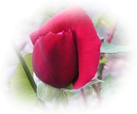 Garden Roses (500x397)