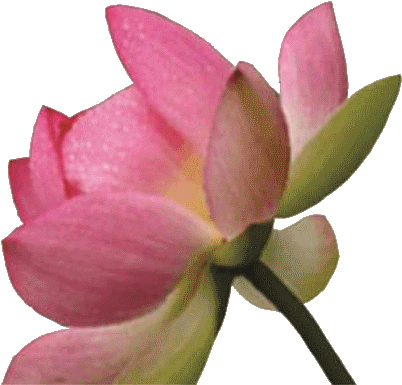 Info@brigitte Wolf - Sacred Lotus (413x475)