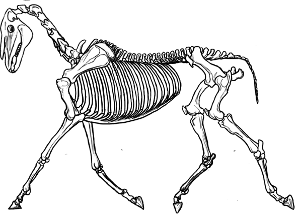 Rib (586x425)