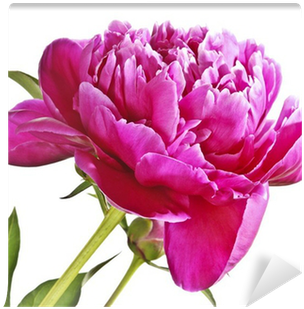 Common Peony (400x400)