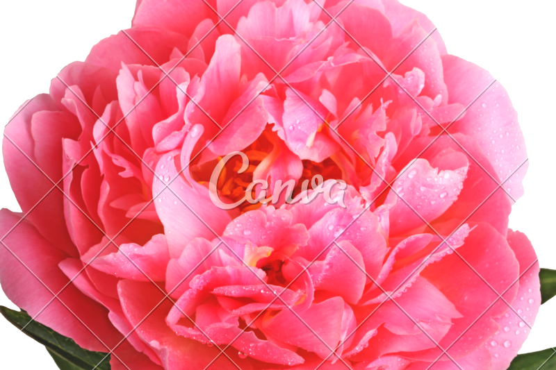 Pink Peony Close-up - Close-up (800x533)