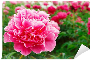 Peony (400x400)