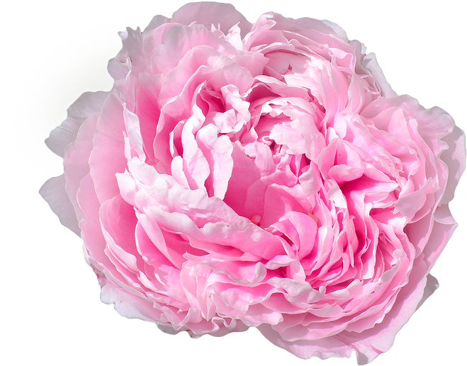 Common Peony (800x600)